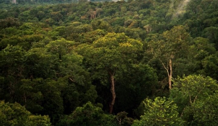 Floresta Amazônica
