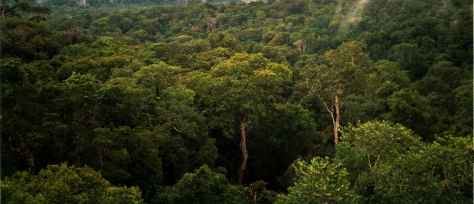 Floresta Amazônica