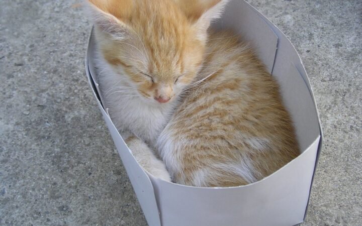 Por que cães escondem comida e gatos procuram esconderijos?