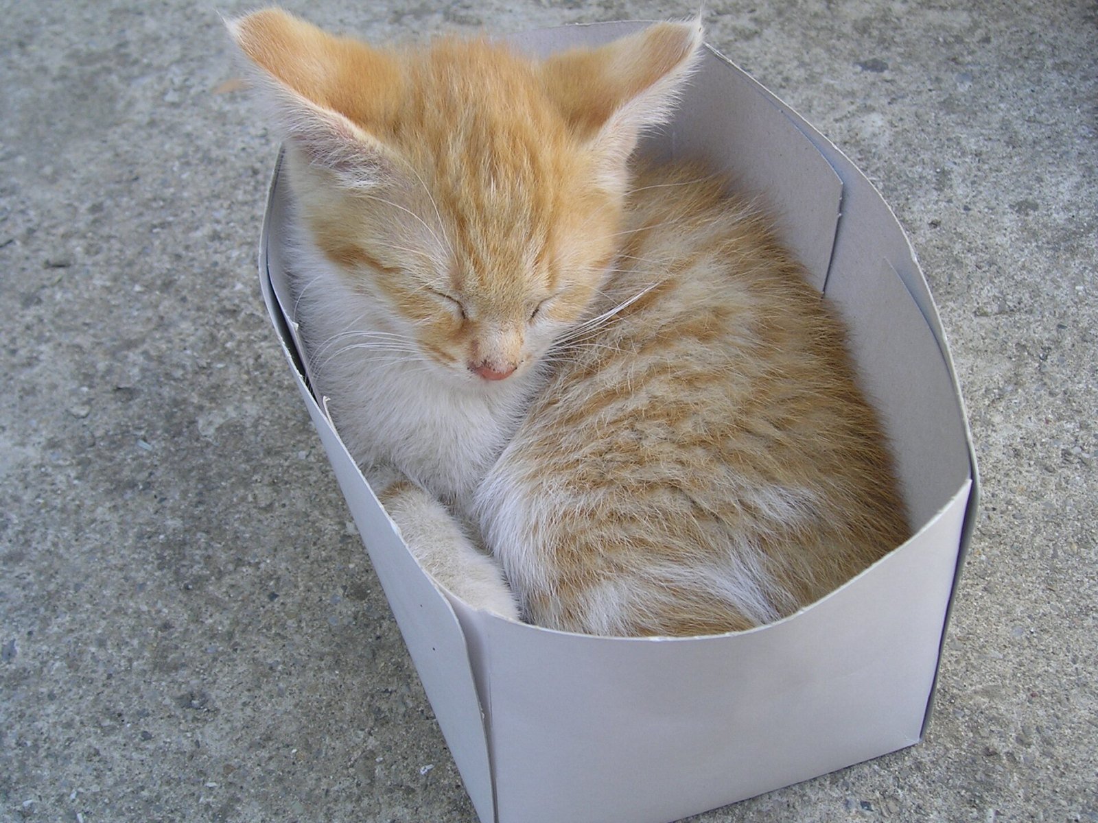 Por que cães escondem comida e gatos procuram esconderijos?
